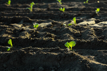 cabbage seedlings on furrows in the field. Gardening and agricultural activities during the...