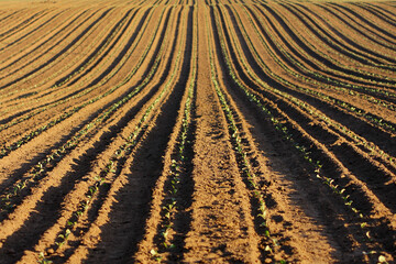 cabbage seedlings on furrows in the field. Gardening and agricultural activities during the...
