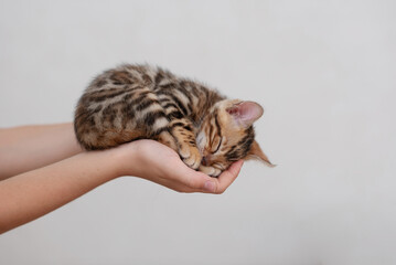 A cute little bengal kitten is sleeping curled up on the palm of hands of a child, close-up. Copy...