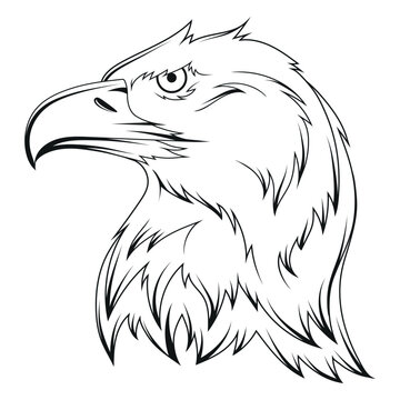Eagle. Vector illustration of a sketch soaring bald eagle. National symbol of the usa