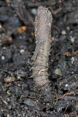 Pupa of Crane fly is a common name referring to any member of the insect family Tipulidae. It is significant pest in soil of many crops.