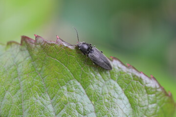 Hemicrepidius niger is a click beetle a species of beetle from the family of Elateridae. It is commonly known as the lined click beetle. It larvae are important pest in soil of many crops.