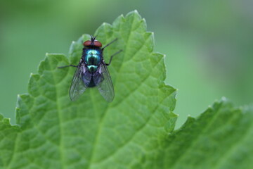 Common green bottle fly (blow fly, Lucilia sericata) on a green leaf. 