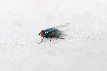 Common green bottle fly (blow fly, Lucilia sericata). 