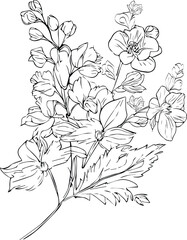 minimalist July birth flower larkspur tattoo, larkspur July flower tattoo, July birth flower tattoo, black July birth flower larkspur tattoo, scientific larkspur botanical illustration, illustration. 