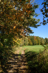 Fototapeta premium autumn in the forest