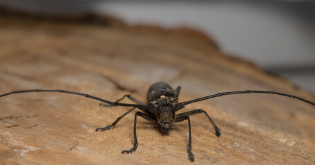 Bockkäfer auf Holz Vorderansicht.