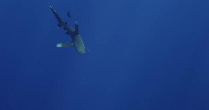 Oceanic Whitetip Shark Carcharhinus longimanus swim under surface of blue water. large pelagic shark inhabiting tropical in underwater Mauritius, Indian Ocean. Rare exclusive footage 8 120 fps 10 bit
