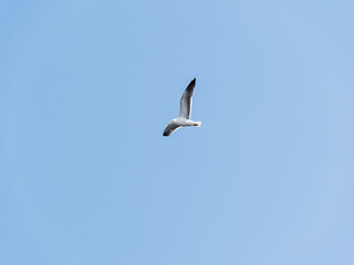 Gull in flight with copy space on blue sky