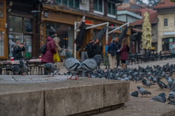 Fototapeta premium BOSNIA AND HERZEGOVINA - November 14 2022: pigeons near Sebilj fountain in Pigeon Square, Bascarsija quarter, Sarajevo