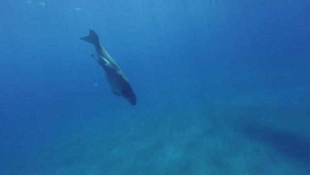 Sea Cow Dugong, Red Sea, Egypt. Slow Motion. Underwater World Life. Tropical Underwater Seascape. Underwater World Life. Tropical Underwater Seascape.