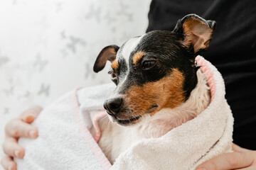 Relaxed Jack russel terrier wrapped in a towel after having a bath (Ratonero Bodeguero Andaluz,...