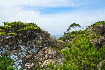 Cypress on a Rocky Coast. 17 Mile Drive, Pebble Beach, California