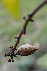 A single almond on a peeled almond branch.