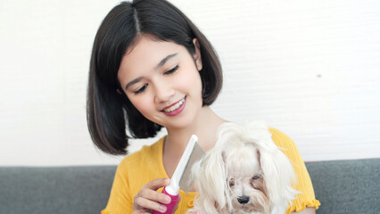 Happy asian woman groomer combing wool of her pet Shih Tzu dog. Owner brushing cute dog at home....