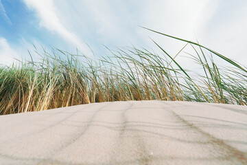 Sand dunes on the shore of the Pacific ocean, and beach grass (Marram grass) growing in the sand....