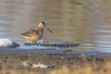 Short-billed Dowitcher in Alaska during Springtime