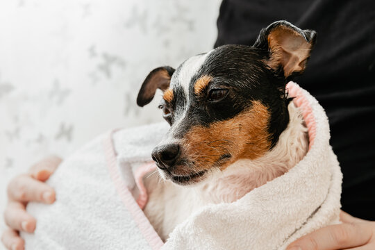 Relaxed Jack russel terrier wrapped in a towel after having a bath (Ratonero Bodeguero Andaluz, Jack Russell Terrier). Concept of pet care and hygiene. Horizontal portrait with natural light.