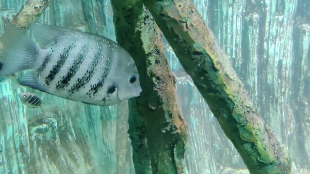 Pearl spot fish or Karimeen fish , also known as Green Chromides in a underwater aquarium.