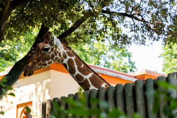 Biopark - Zoo of Rome. Family day together to discover wild animals from all over the world. Amazement and wonder in front of curious animals. Giraffes in their enclosure, details of the face