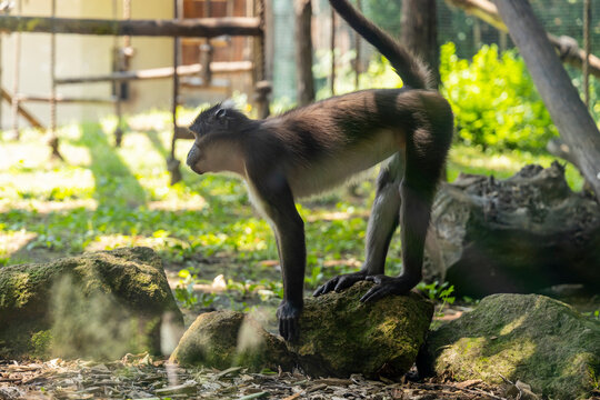 Biopark - Zoo of Rome. Family day together to discover wild animals from all over the world. Amazement and wonder in front of curious animals. Mangabeys climb up the trees in search of food.