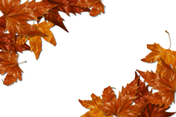 beautiful background of yellow autumn leaves