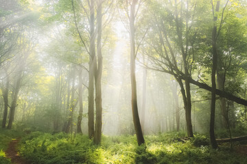 Ethereal, atmospheric forest scenery with moody woodland fog and mist on a summer morning in Aberdour, Fife, Scotland, UK. - obrazy, fototapety, plakaty