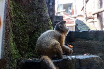 Biopark - Zoo of Rome. Family day together to discover wild animals from all over the world. Amazement and wonder in front of curious animals. 
Little monkeys climb up the trees in search of food.