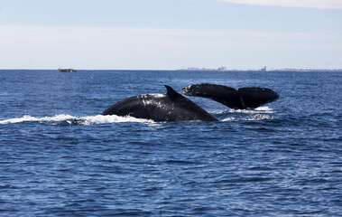 Fototapeta premium View of whale in La Reunion sea