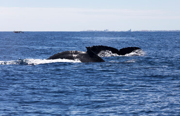 View of whale in La Reunion sea