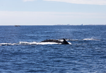 View of whale in La Reunion sea