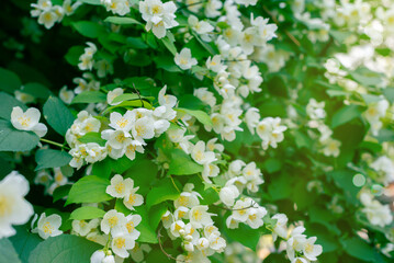Blooming jasmine, white, fragrant flowers in the garden