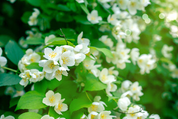 Blooming jasmine, white, fragrant flowers in the garden