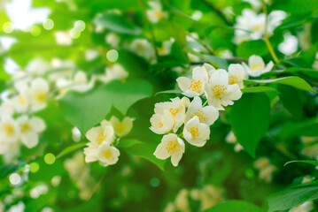Blooming jasmine, white, fragrant flowers in the garden