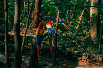 Ara parrots, Scarlet Macaw and Great green macaw, portrait of four red and green, colorful amazonian parrots in a row