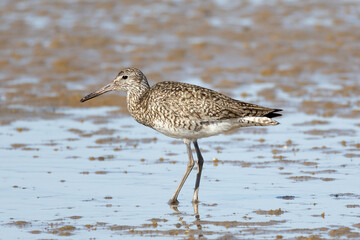 A willet (Tringa semipalmata) hunting on the mudflats at Sachem Pond, Block Island, Rhode Island, USA
