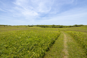 Fototapeta na wymiar A Greenway path through a field and meadow in the rolling hills of Block Island, Rhode Island, USA