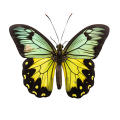 Naklejka na ściany i meble Beautiful butterfly isolated.Ornithoptera.Yellow butterfly.Moth. AI Generated