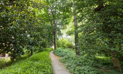 A beautiful walking trail leads through lush green plants in a botanical garden