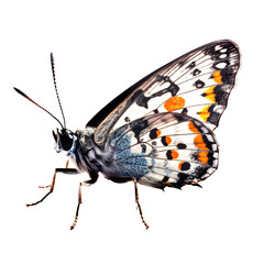 Fototapeta na wymiar Beautiful butterfly isolated.Callimorpha quadripunctaria.Moth.Green butterfly. AI generation
