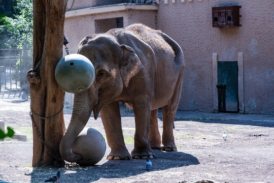Biopark - Zoo of Rome. Family day together to discover wild animals from all over the world. Amazement and wonder in front of curious animals. Elephant plays with a sphere where food is hidden inside.