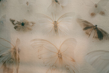 It is a lot of butterflies in the collections of the scientist attached by needles to a white background.