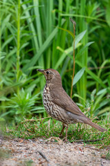 Song thrush (Turdus philomelos) with worms in mouth 