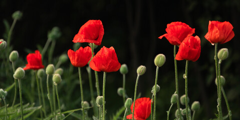 Obraz premium bright scarlet poppies on a dark background, natural landscape with poppies
