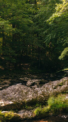 Greens of the mountains