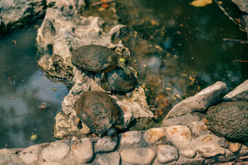 Red-eared sliders Trachemys scripta elegans, turtles basking in the sun