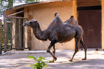 Biopark - Zoo of Rome. Family day together to discover wild animals from all over the world. Amazement and wonder in front of curious animals. Camel walks in the enclosure