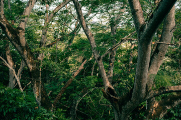 tropical tree branches in palenque, mexico