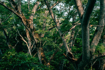 tropical tree branches in palenque, mexico