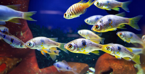 closeup shot of a many mixed-color fish in the aquarium